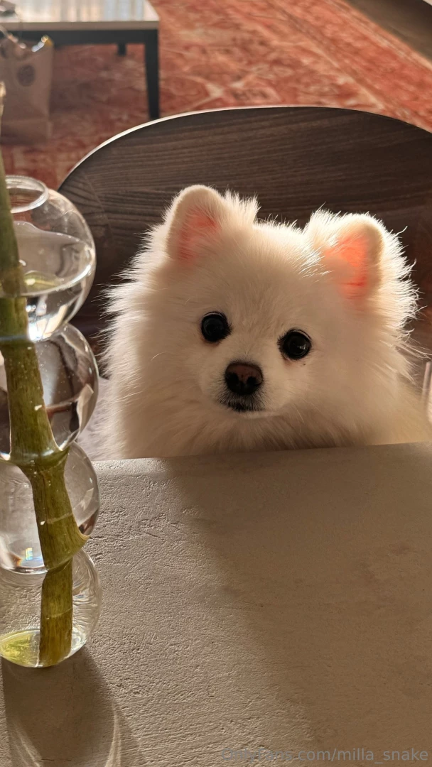 Casper my best friend is with me everywhere and i just enjoy the 