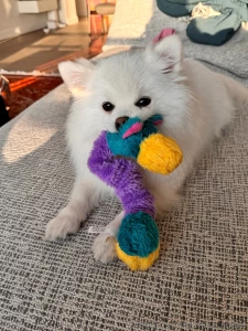 Casper is my little bundle of joy without him my travels would not be