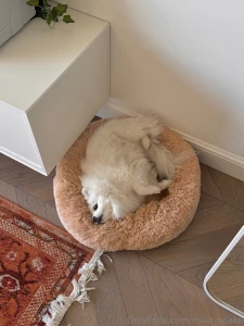 Casper is not just a dog he is a walking tail-wagging fluffy ball of