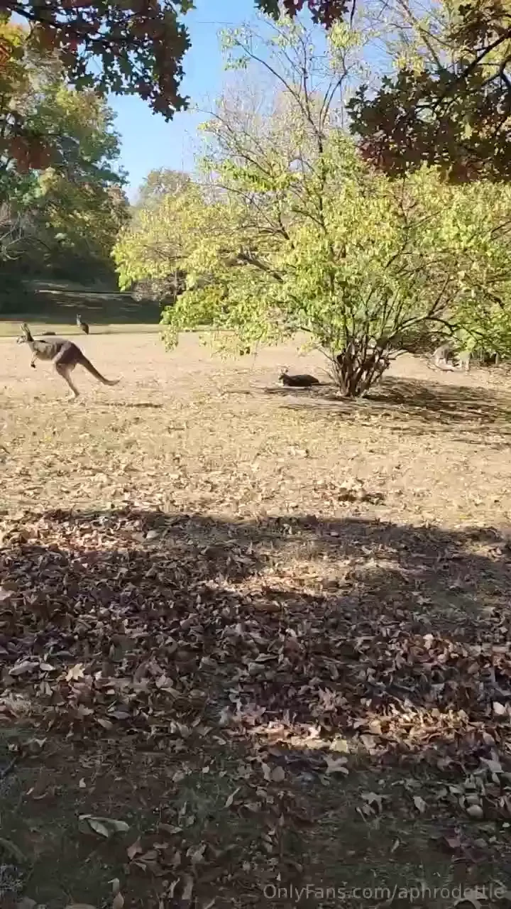 Ever eaten lunch with a kangaroo be jealous 