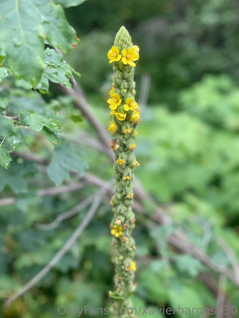 Lake blanche trail one of my favorites part 8 
