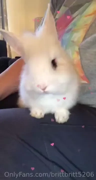 Just the cutest message us https youtube com brittsbunnies part 1 