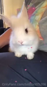 Just the cutest message us https youtube com brittsbunnies part 1