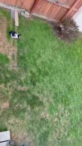 Happy hops for sundae funday