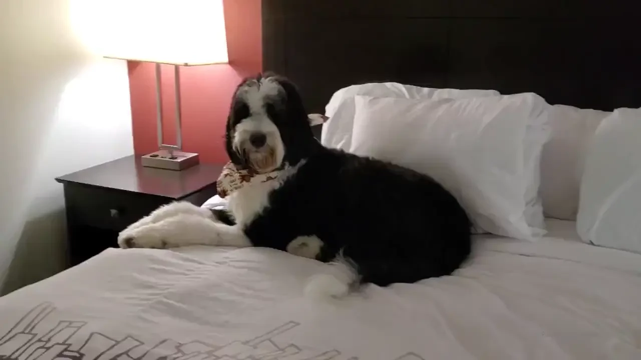 Have a good night everybody 