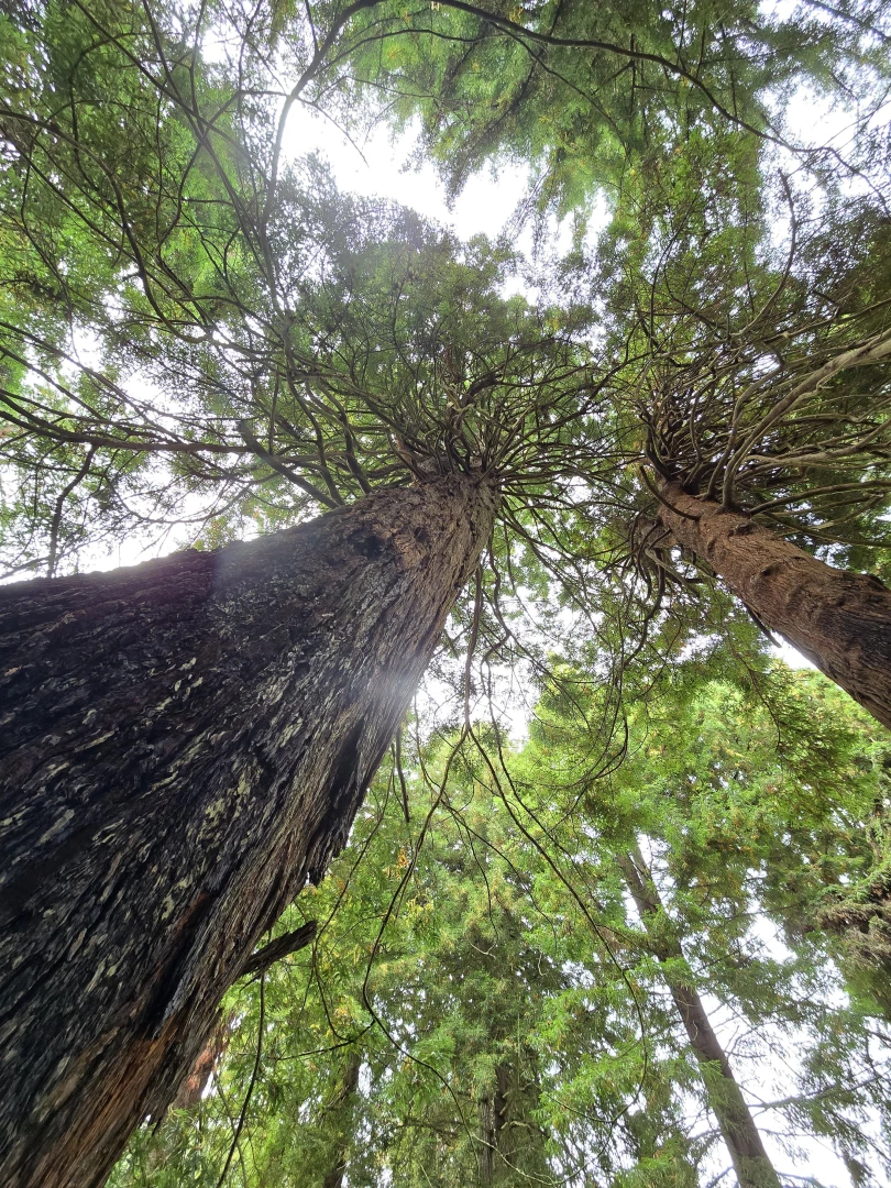 Photos can t show how truly massive redwoods are and these ones aren t 
