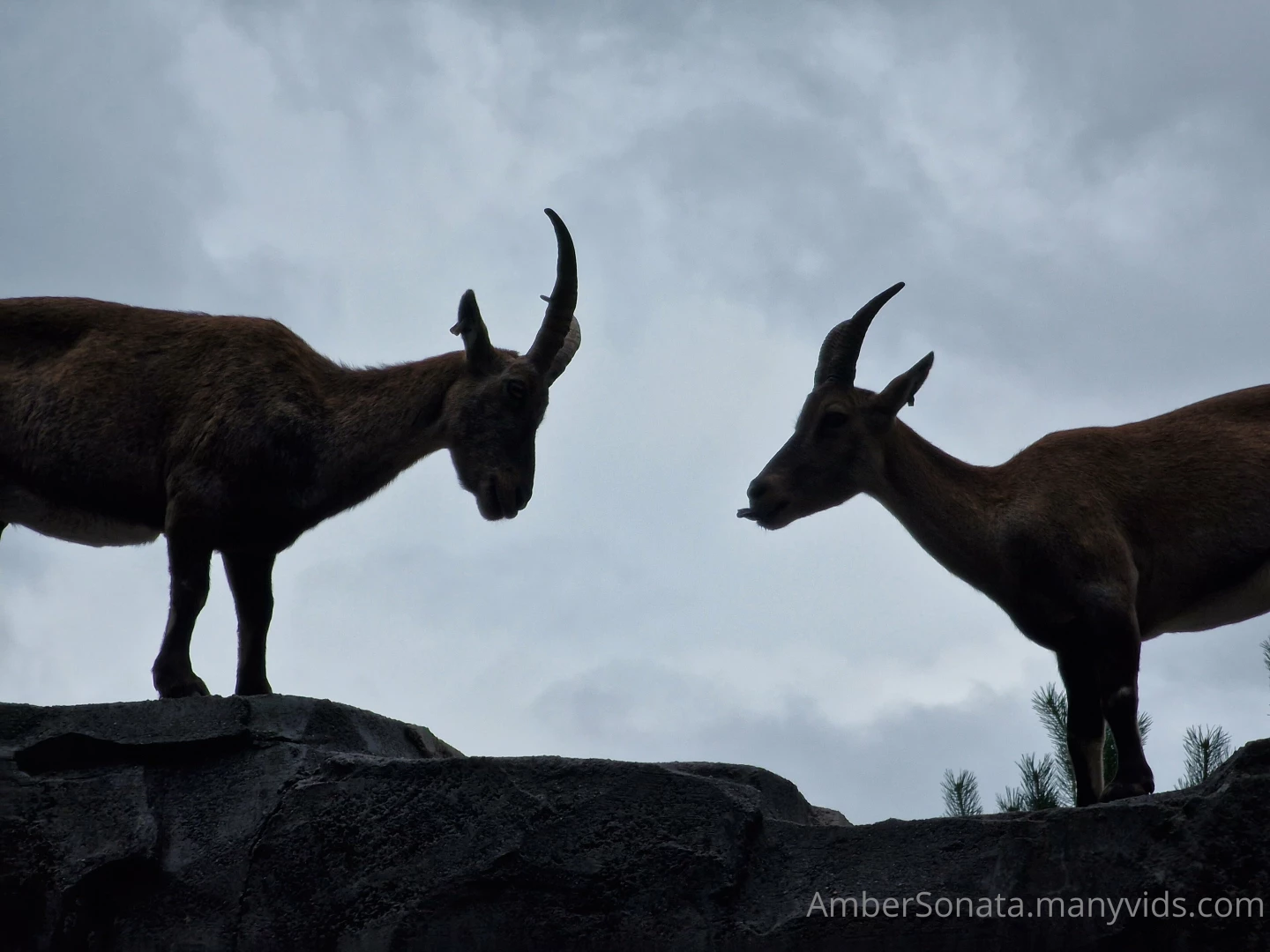 Hey frens sorry for no post yesterday it s been a busy return week and 