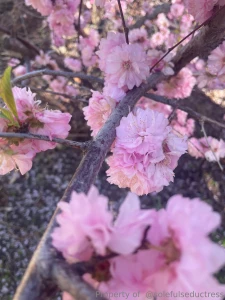 Just found out my grandma passed at 81 she had dementia and had a