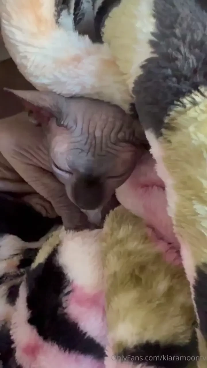 There s more than one bald pussy in this house 