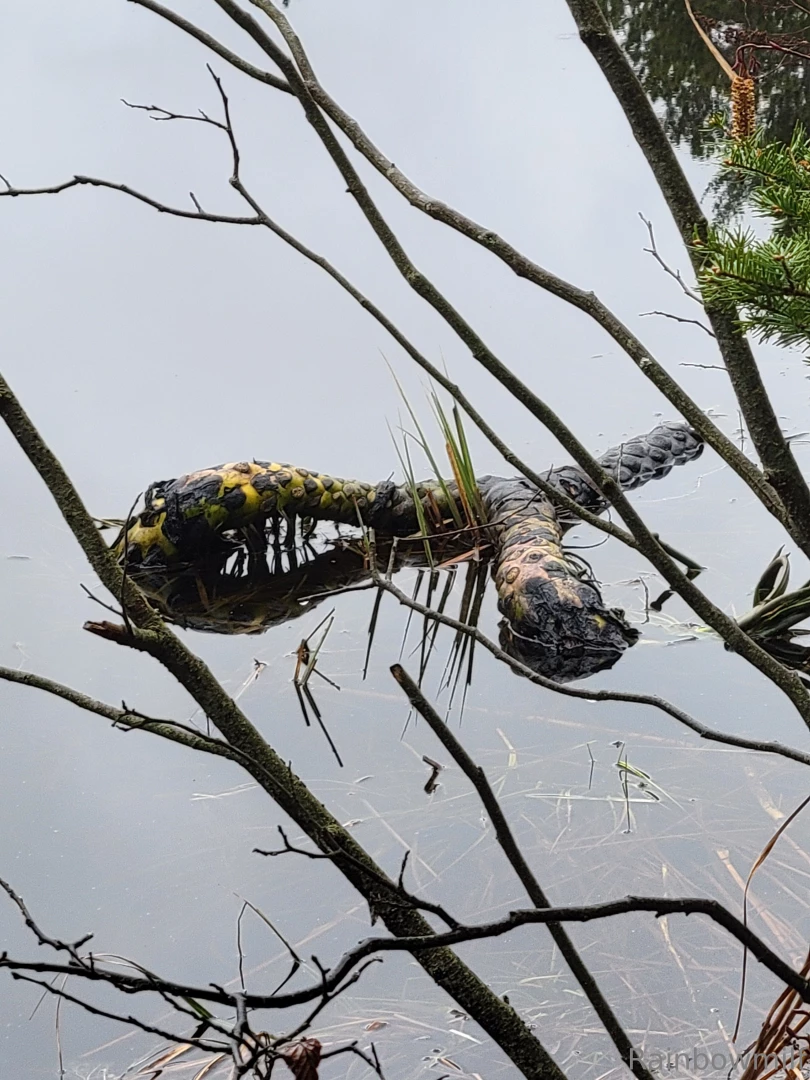 Nikkisrainbow part 57735 