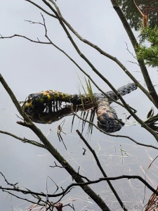 Nikkisrainbow part 57735