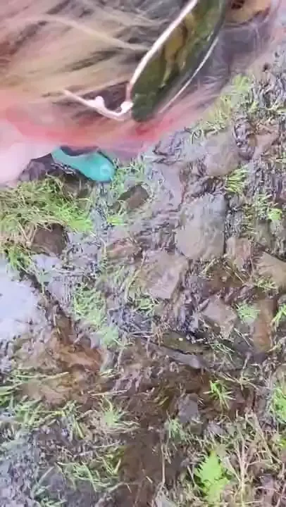 Nikkisrainbow part 57738 