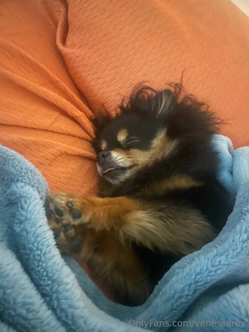 My plan for today is to do what my little doggie loves is your 