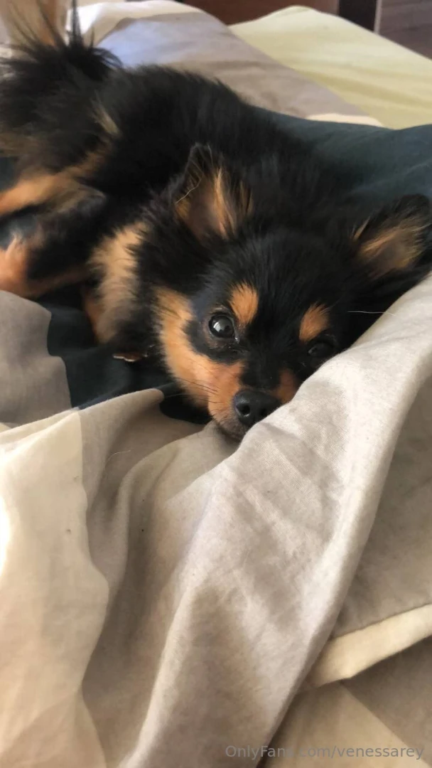 My little moka is the best work supervisor she s been sitting by my 