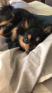 My little moka is the best work supervisor she s been sitting by my