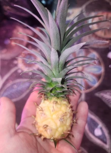 When you officially grow a baby pineapple