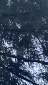 Saw this sweet baby out my bedroom window and had to go say hello
