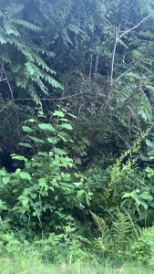 Some of my bear friends when i say i live in a forest i mean it part 1