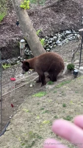 Some of my bear friends when i say i live in a forest i mean it