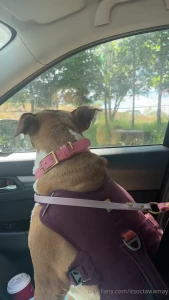 Turn sound on she sees a bb deer lol had to give her her anxiety meds
