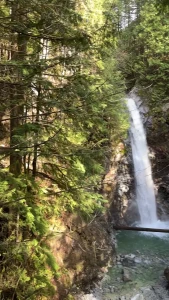 When i say i live in the forest- i mean it literally