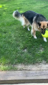 Quick lil example with audio of something you can do if your dog