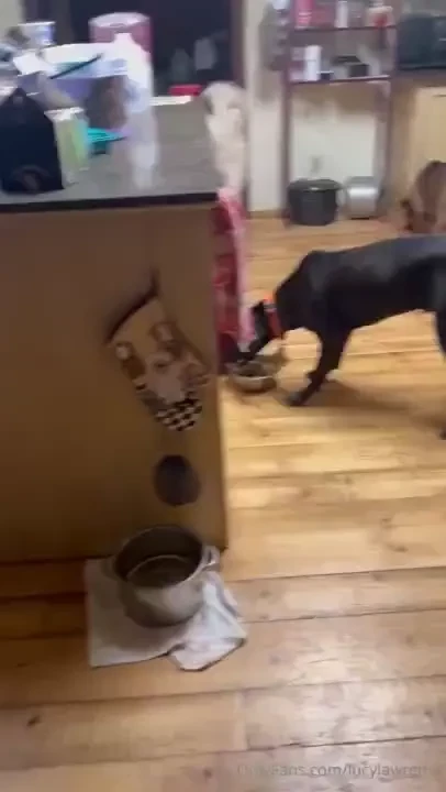 I ve been dog-sitting and dressing for the weather which means its 