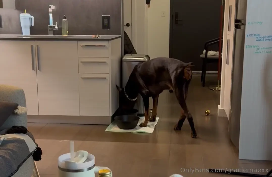 Is my dog a camel or a dog 