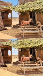 Tits or ass part 245