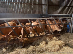 Good morning part 31056