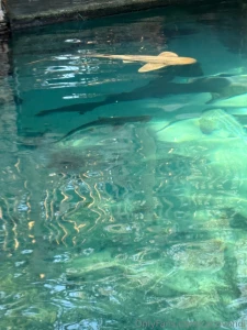 1 me 2 me 3 sharks 4 more sharks 5 me and the dolphin lagoon 6 part 1