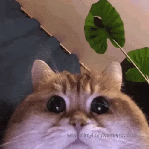 Let s see if we can get my pussy to make an appearance on live cam 