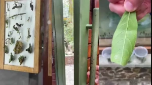 Biggest cockroach i ve ever seen in my life found here in colombia we