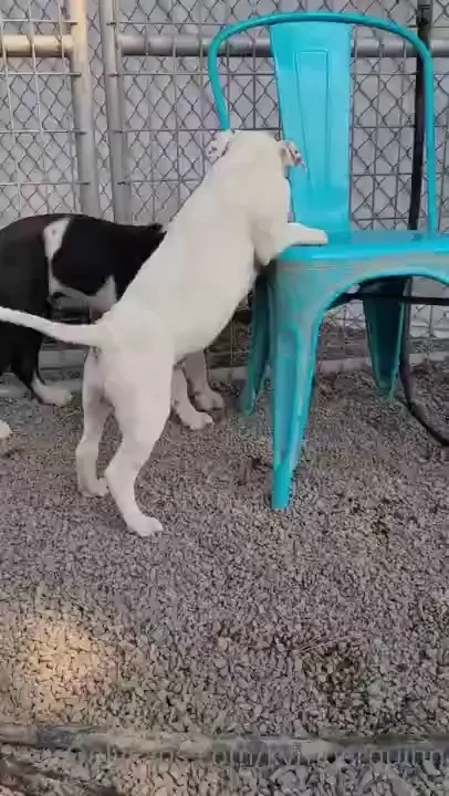 Hope your monday was as fun as mine i had all the spunky goofballz part 8 