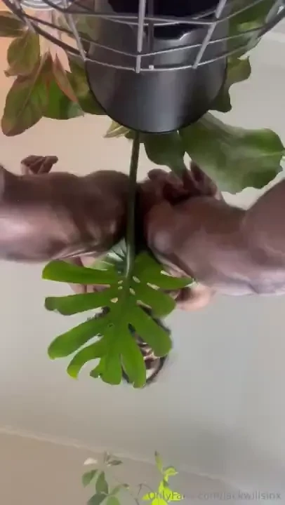 Plant papiii wants to get naughty 