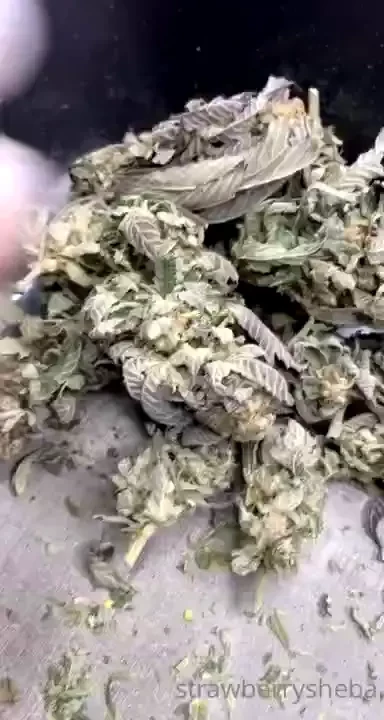 Strawberrysheba part 28 