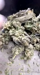 Strawberrysheba part 28
