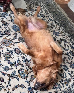 Woofie