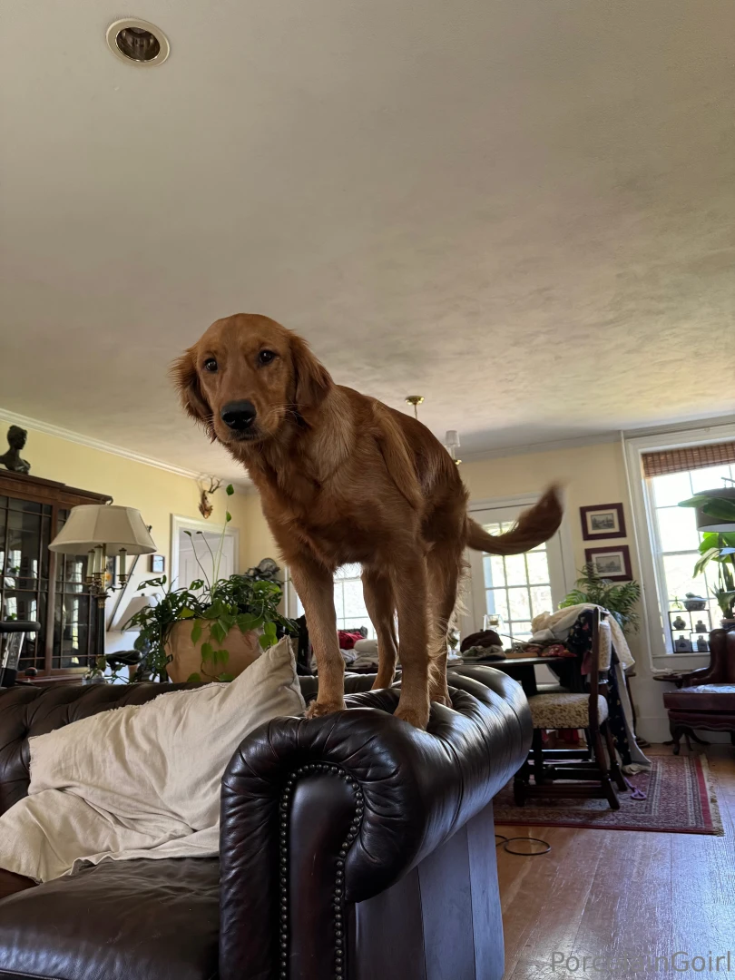 Ladies and gentlemen our circus master gaia 