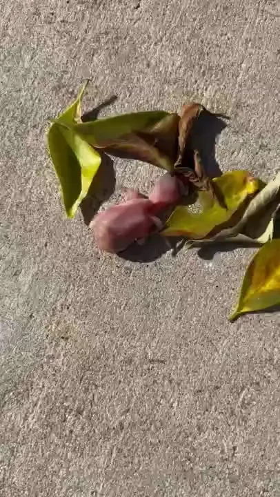 Found this baby bird this morning been feeding it water and i water 