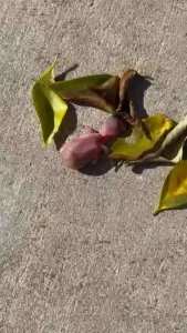 Found this baby bird this morning been feeding it water and i water