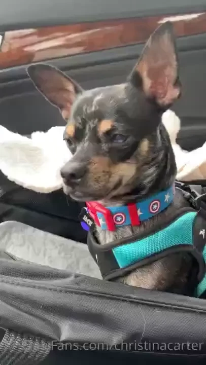 My regal and beautiful jack 