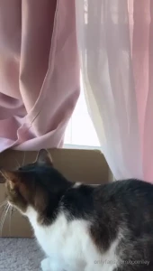 Poor littles is being taunted by the birds this morning