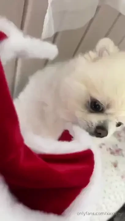 Hobson got a santa suit swipe to see if he let me put it on him part 4 