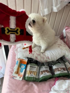 Hobson got a santa suit swipe to see if he let me put it on him part 2