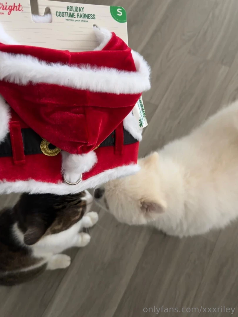 Hobson got a santa suit swipe to see if he let me put it on him part 3 