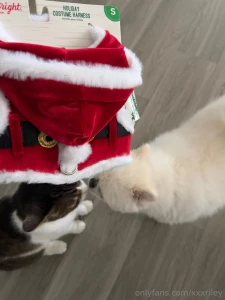 Hobson got a santa suit swipe to see if he let me put it on him part 3