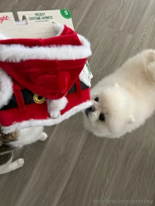 Hobson got a santa suit swipe to see if he let me put it on him part 1