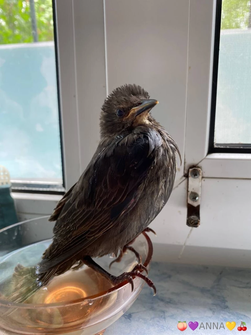 Broke a wing found it near the house so cute 