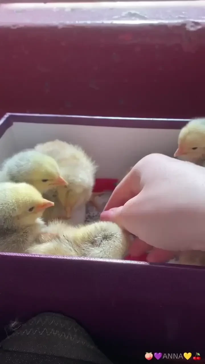 And here are some more birds 